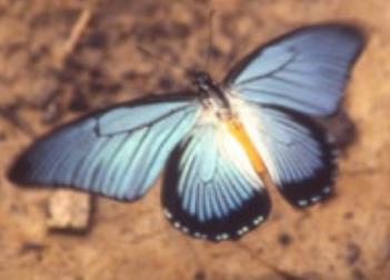 非洲青凤蝶 Blue swallowtail