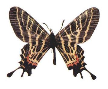 丽斑褐凤蝶 Bhutanitis pulchristata