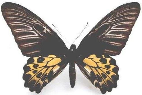 马来西亚金裳凤蝶 Troides aeacus malaiianus