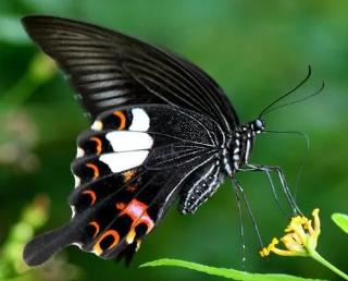 玉斑凤蝶 Papilio helenus