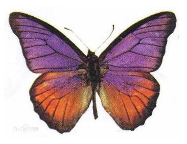 紫喙蝶 Geoffroy