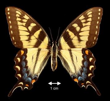 北美大黄凤蝶 Papilio glaucus
