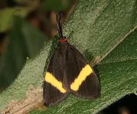 黄角红颈斑蛾