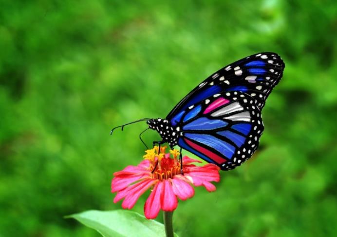 粉花上漂亮的彩色蝴蝶