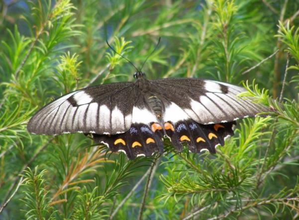 飞翔在灌木丛中的燕尾蝶