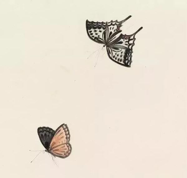 于非闇画飞舞的蝴蝶