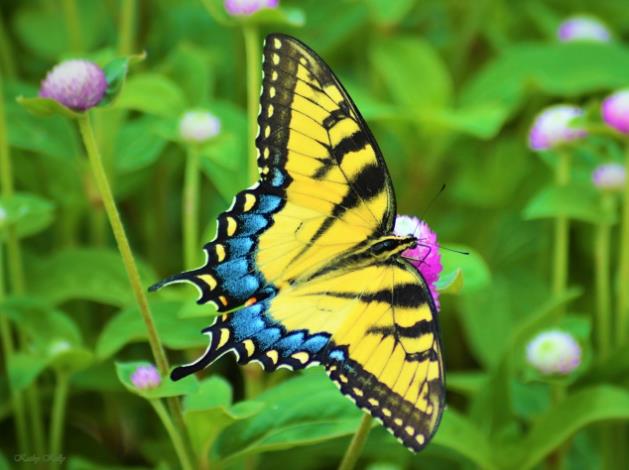黄色燕尾蝶图片