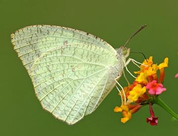 梨花迁粉蝶 Catopsilia pyranthe