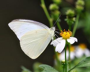 白翅尖粉蝶 Catophaga albina