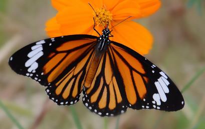 黑脉金斑蝶 Danaus plexippus