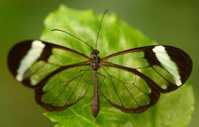 宽纹黑脉绡蝶 Greta oto