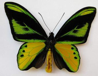 银鲛鸟翼凤蝶 Ornithoptera chimaera