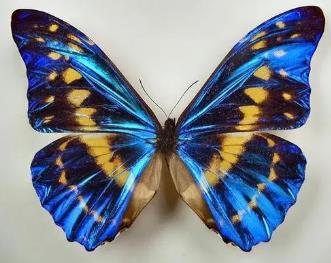 塞浦路斯闪蝶 Morpho cypris