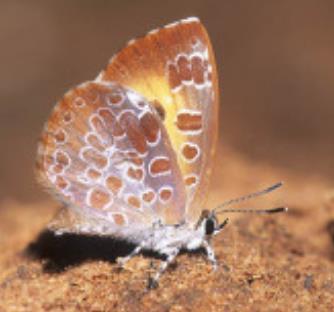 黄星绿小灰蝶 Callophrys rubi