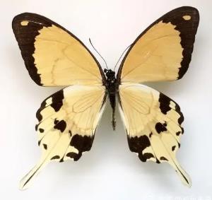 非洲白凤蝶 Papilio dardanus