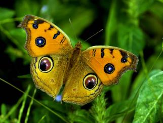 美眼蛱蝶 Junonia almana