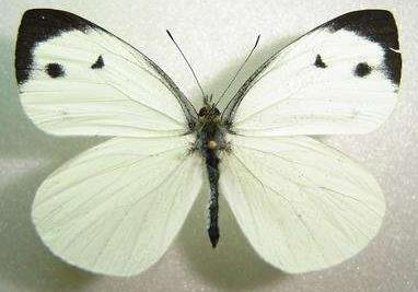 欧洲粉蝶 Pieris brassicae