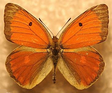 黎明豆粉蝶 Colias heos