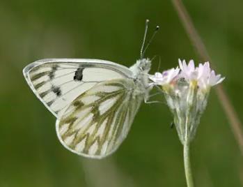 箭纹绢粉蝶 Aporia goutellei