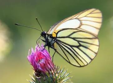 酪色绢粉蝶 Aporia potanini