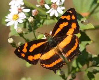 散纹盛蛱蝶 Symbrenthia lilaea