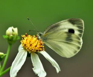 台湾纹白蝶 Pieris canidia