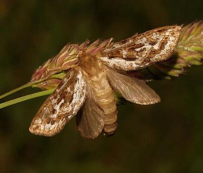 小褐蝙蝠蛾 Map-Winged Swift.