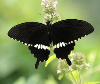 玉带凤蝶 Papilio polytes