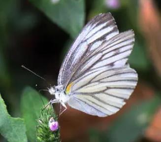 褐脉菜粉蝶 Artogeia melete