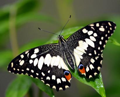 达摩凤蝶 Papilio demoleus