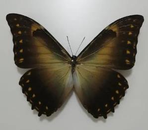 黑太阳闪蝶 Morpho telemachus