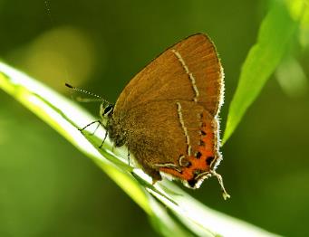 红斑洒灰蝶 Satyrium rubicundulum