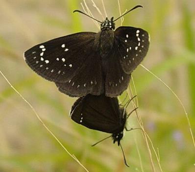 小白星弄蝶 Common sootywing