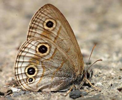 古眼蝶 Palaeonympha opalina