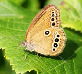 莎草眼蝶 Coenonympha oedippus