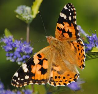 姬红蛱蝶 Vanessa cardui