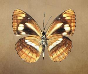 羚环蛱蝶 Neptis antilope