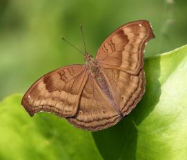 钩翅眼蛱蝶 Junonia iphita