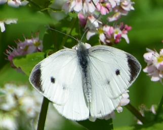 东方菜粉蝶 Pieris canidia