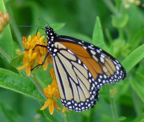 君主斑蝶 Danaus plexippus