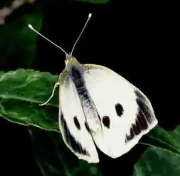 大纹白粉蝶 Pieris brassicae