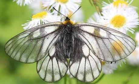 冰清绢蝶 Parnassius glacialis