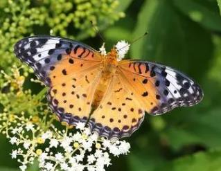 斐豹蛱蝶 Argynnis hyperbius