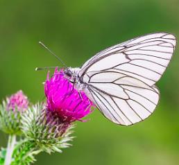 绢粉蝶 Aporia crataegi