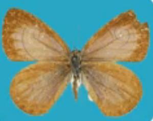 阿里山琉璃小灰蝶 Celastrina oreas