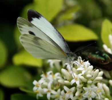 端黑粉蝶 Mylothris chloris