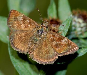 星列弄蝶 Dingy skipper