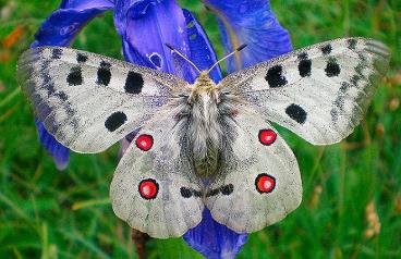 阿波罗绢蝶 Parnassius apollo