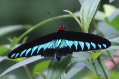 卡丁纳翠叶红颈凤蝶 Trogonoptera brookiana cardinaali