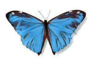 小蓝闪蝶 Morpho aega